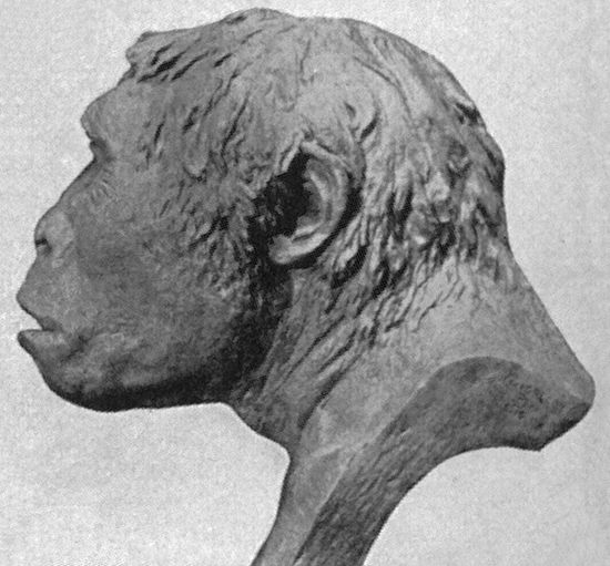 Реконструкция головы питекантропа — яванского обезьяночеловека