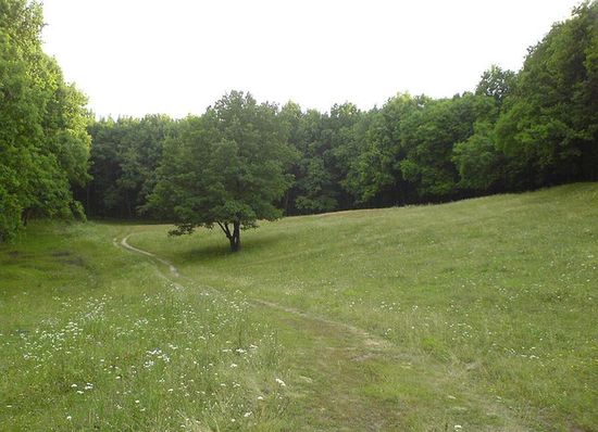 Поляна Партизанка(Заячья поляна) в люботинском лесу