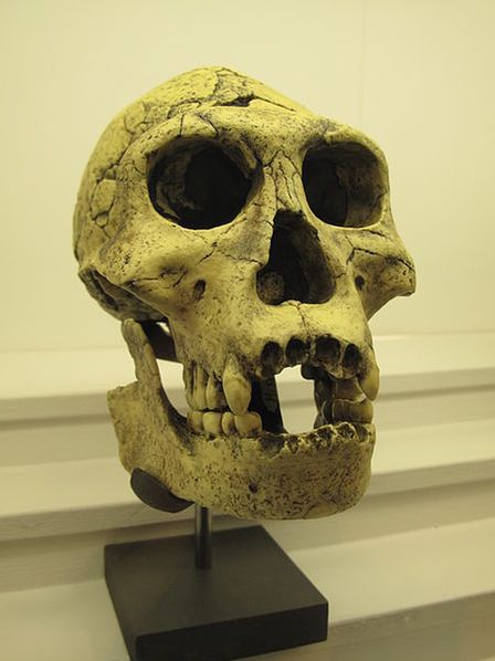 Homo georgicus — вымерший вид рода Homo, чьи останки обнаружены на территории Грузии.