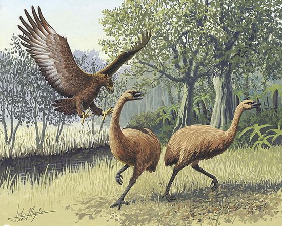 Орёл Хааста нападает на моа (рисунок)