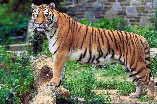 Бенгальский тигр, из-за деятельности браконьеров находящийся под угрозой вымирания.