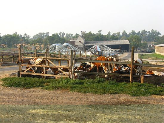 Вид на загон для молодняка и строящиеся зернохранилища Сельскогохозяйственного ЧП "Плешкани"