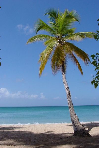 Кокосовая пальма занимает очень важное место в жизни народа кирибати. Из маслянистого эндосперма орехов этого растения производят копру — основной экспортный товар страны