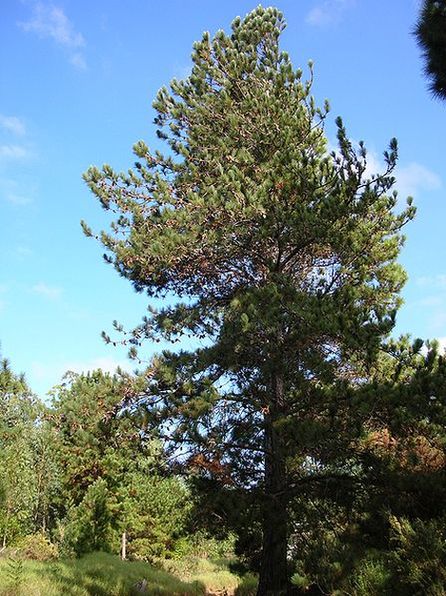 Яйцеплодная сосна (Pinus oocarpa)