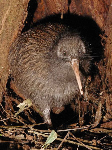 Птица киви — национальный символ Новой Зеландии