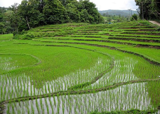 Рисовые поля в Чиангмай