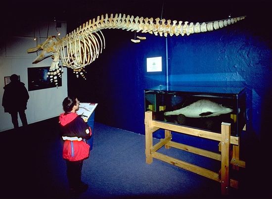 В музее китов
