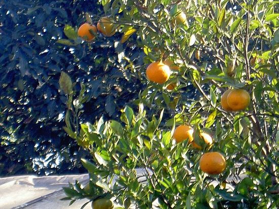 Апельсины, выращенные на холмах, экспортируются во многие районы Индии