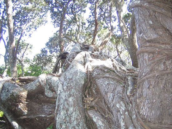 Старейшее и крупнейшее дерево похутукава, растущее в Те-Арароа.