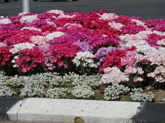 Цветы на улицах Раананы