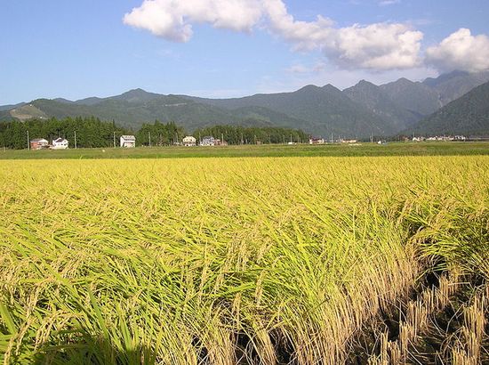 Рисовые плантации в Минамиуонуме