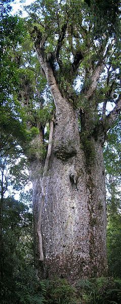 Одна из ценных древесных пород Вануату — дерево каури