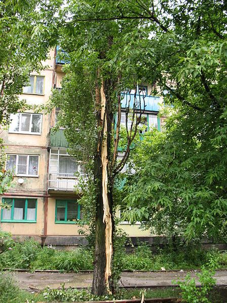 Тополь, поражённый молнией во время летней грозы. Макеевка, Украина, фотография 2008 г.