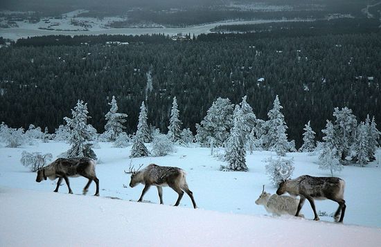 Северные олени в Лапландии
