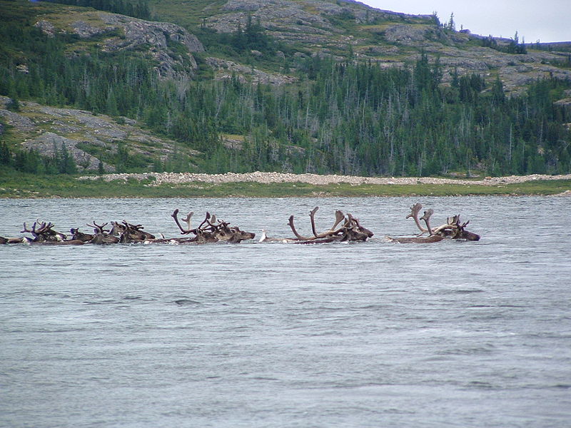 Северные олени (карибу) переправляются через реку