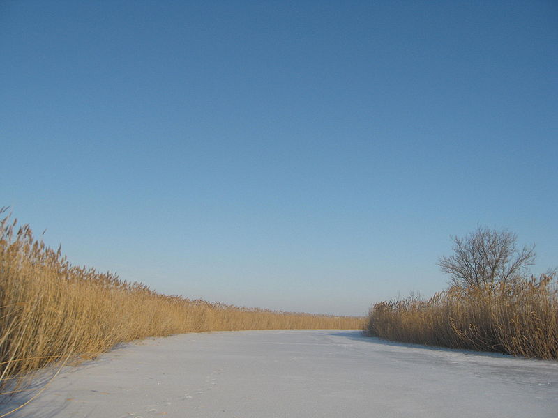 Курлак зимой в районе села Моховое