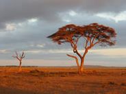 Типичный деревенский пейзаж Сомалиленда. Закат.
