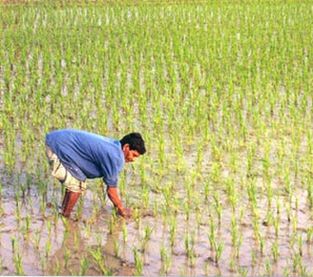 Бенгальский крестьянин на рисовом поле.